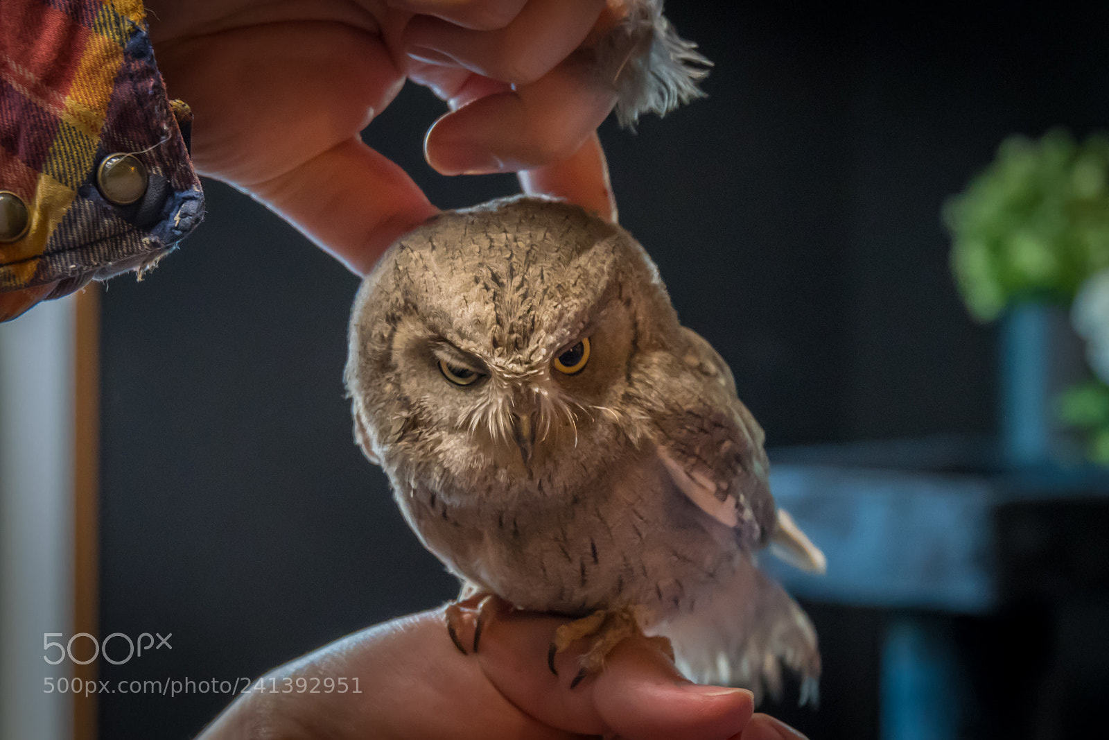 Nikon D500 sample photo. Owl photography