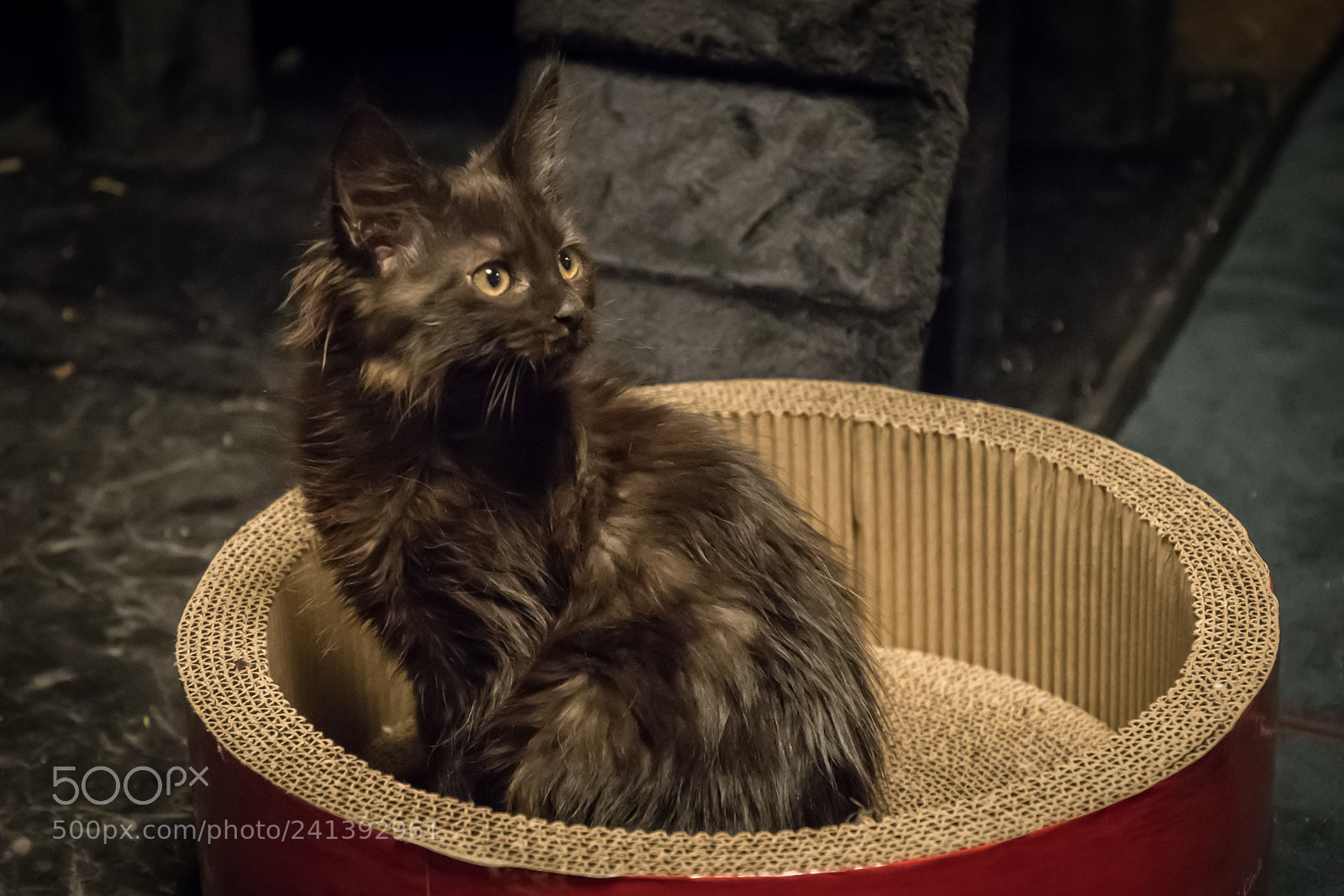 Nikon D500 sample photo. Cat photography