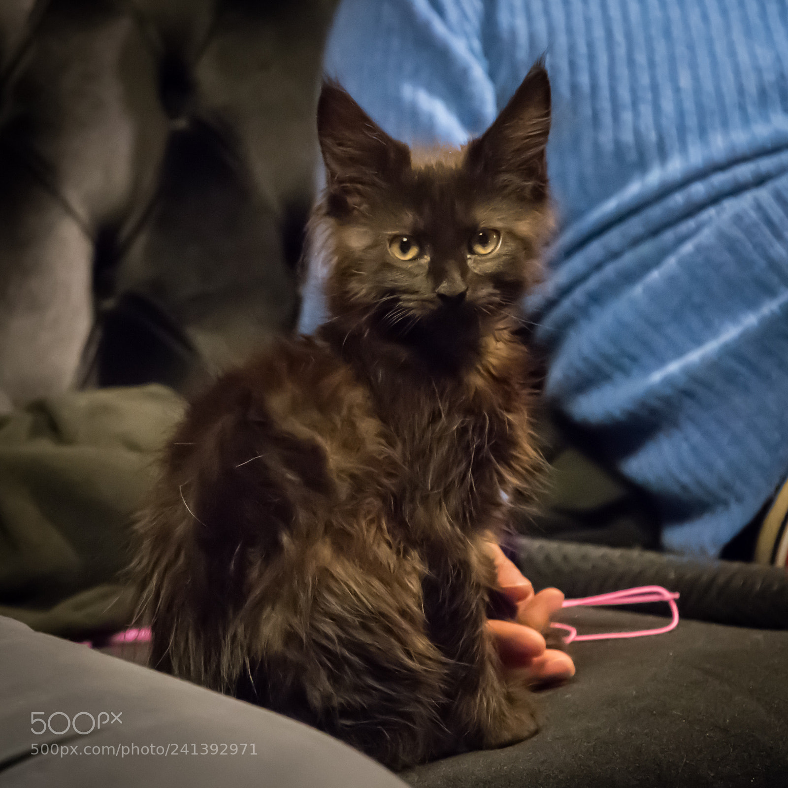Nikon D500 sample photo. Cat photography