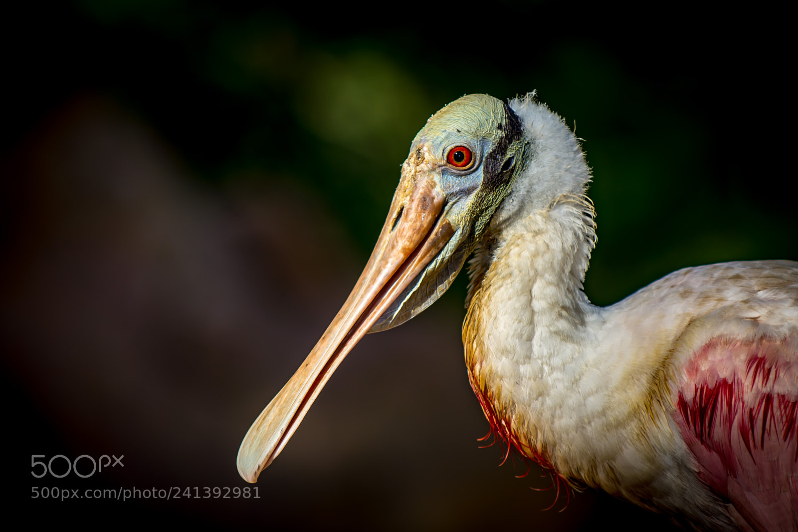 Nikon D7100 sample photo. Roseatte spoonbill ii photography