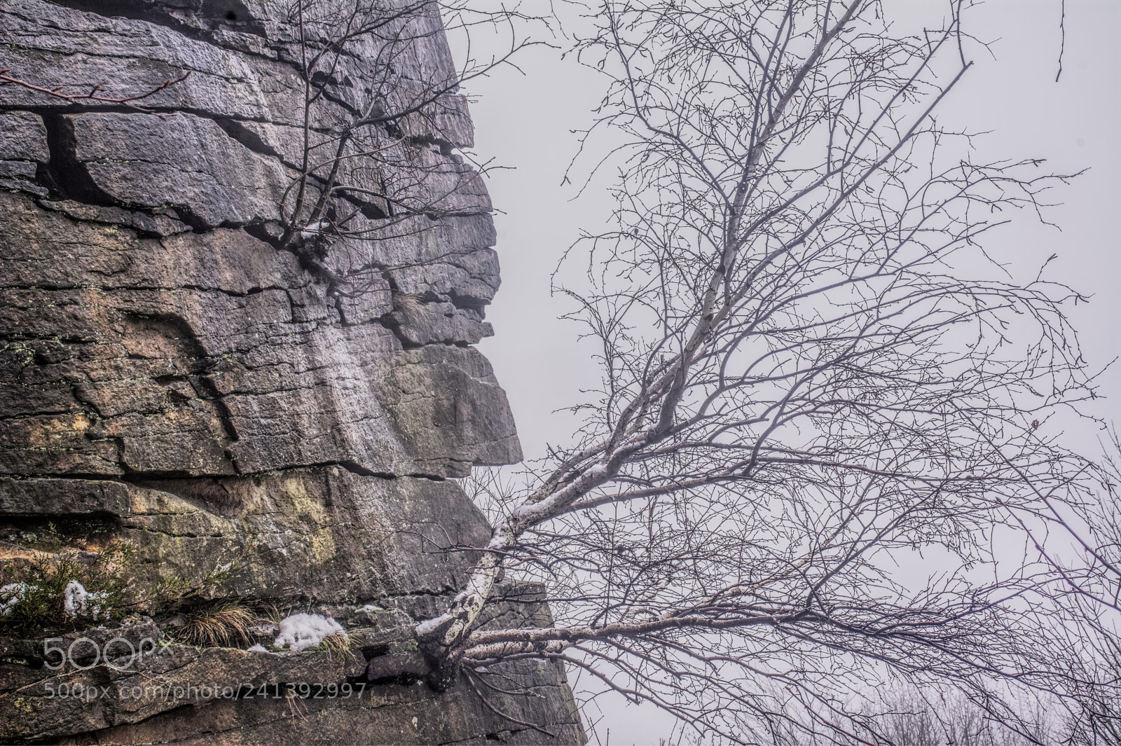 Nikon D7100 sample photo. Tree17 photography