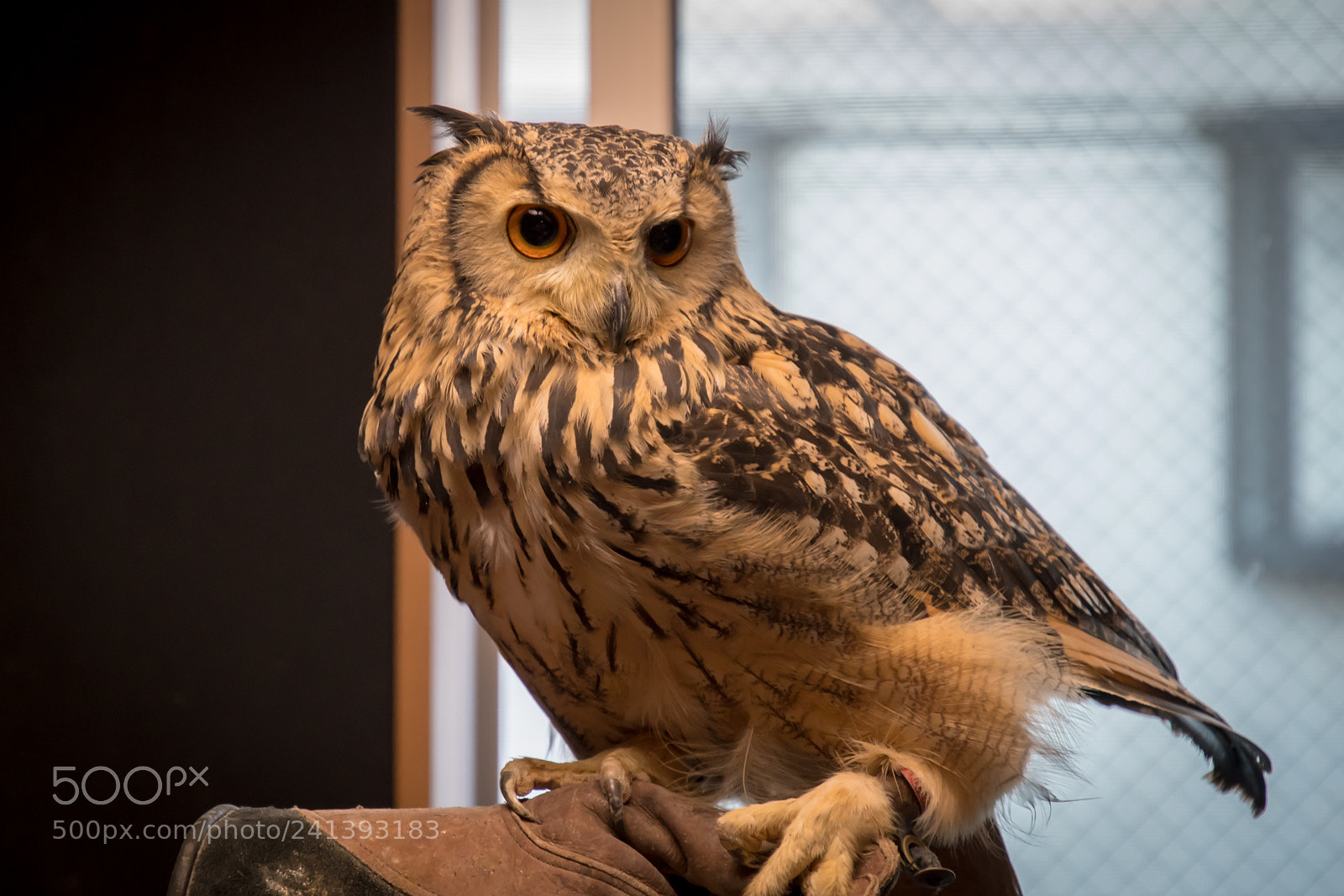Nikon D500 sample photo. Owl photography