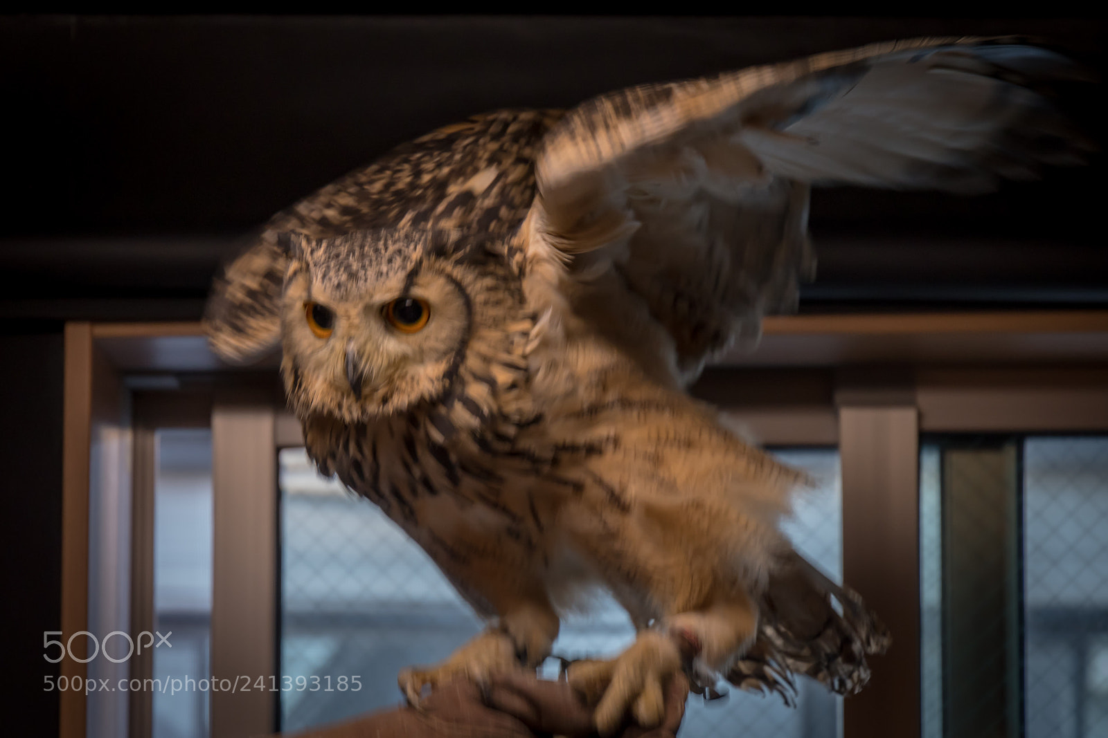 Nikon D500 sample photo. Owl photography