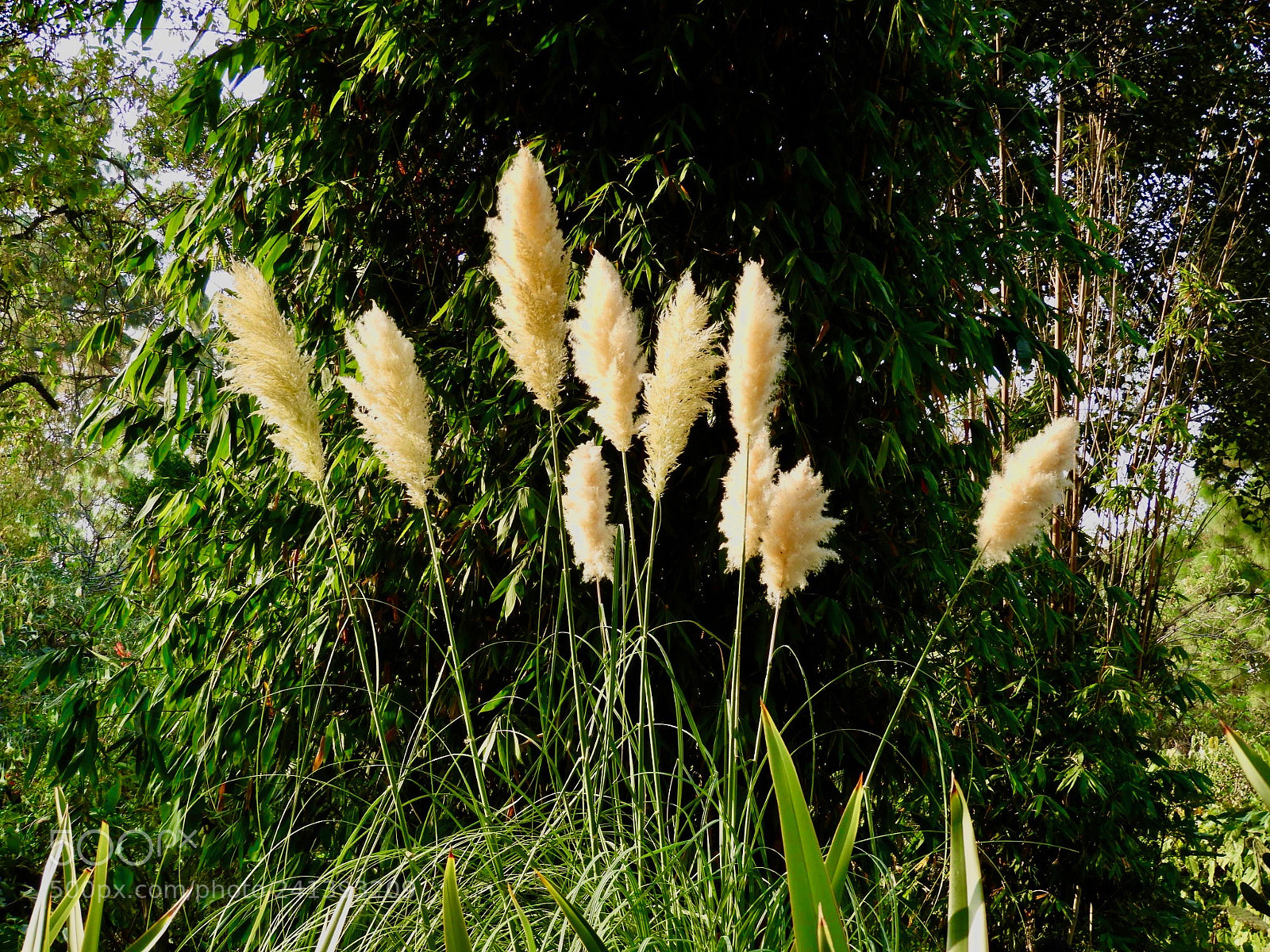Nikon Coolpix B700 sample photo. Banderas photography