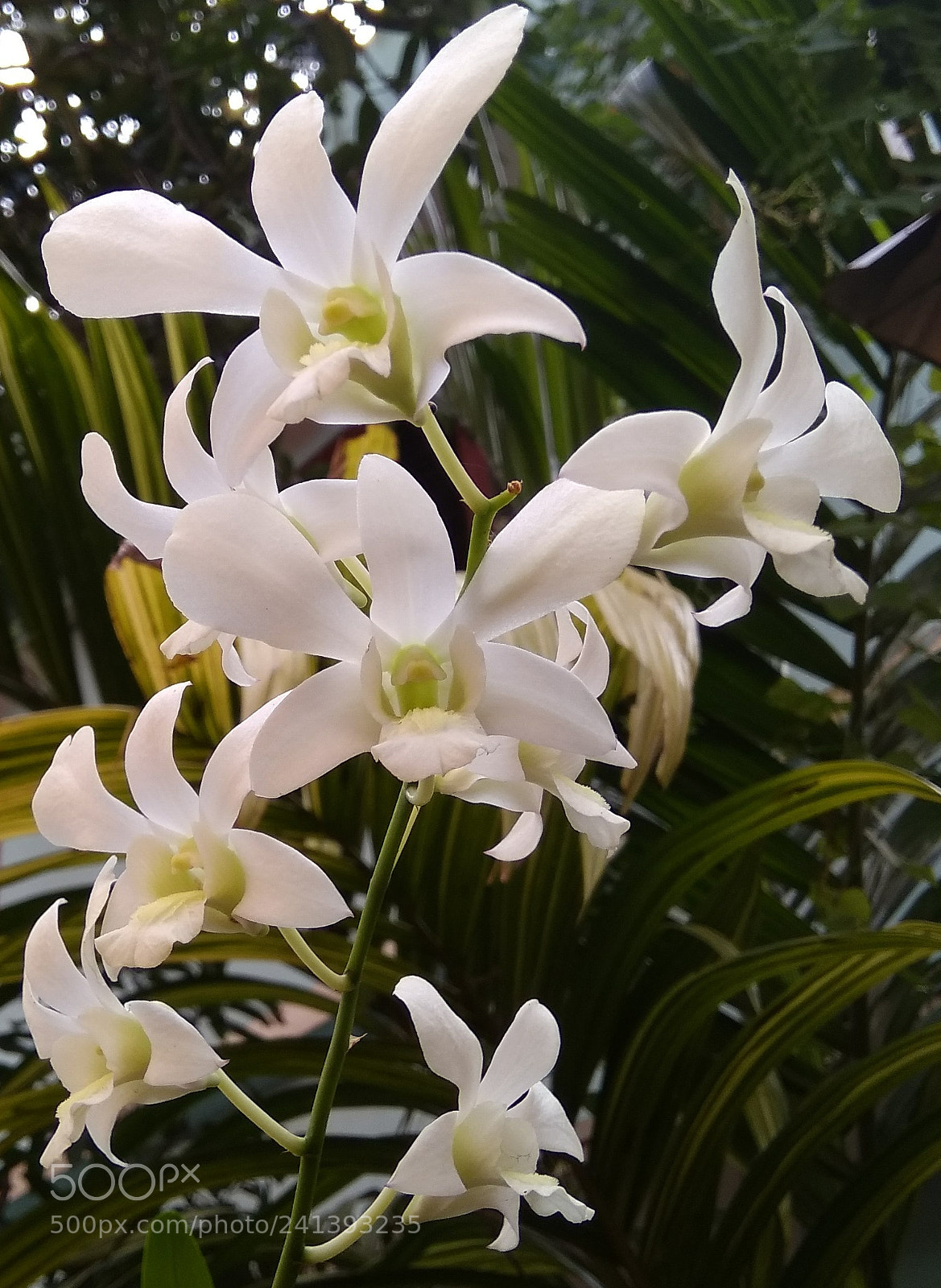 Xiaomi MI MAX sample photo. Dendrobium photography