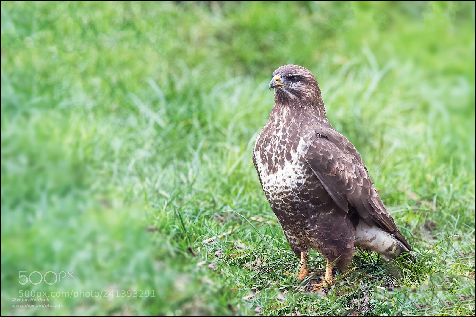 Nikon D850 sample photo. Common buzzard photography
