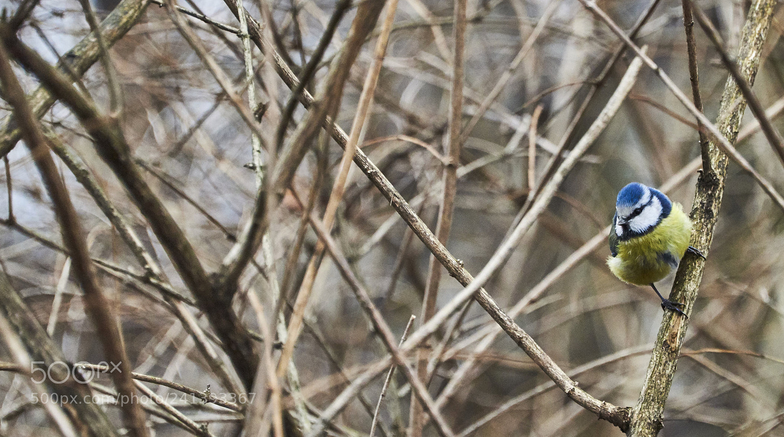 Nikon D810 sample photo. A bird photography