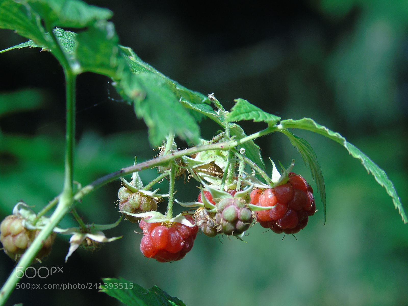 Sony Cyber-shot DSC-H400 sample photo. Fruits and vegetables photography