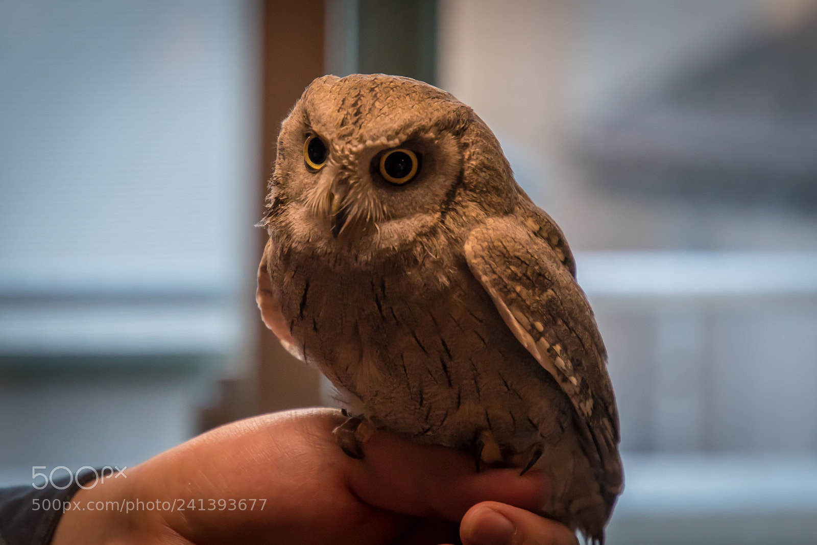 Nikon D500 sample photo. Owl photography