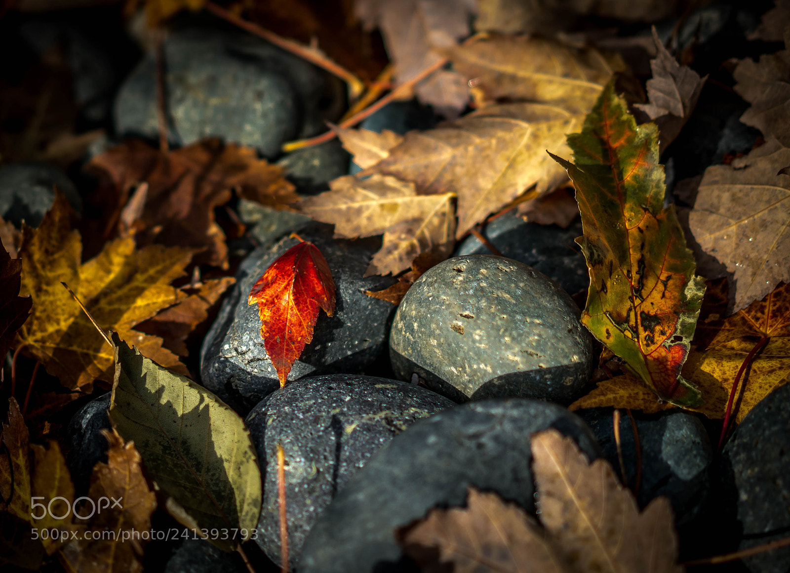 Sony a6300 sample photo. Seattles autumn leaves photography