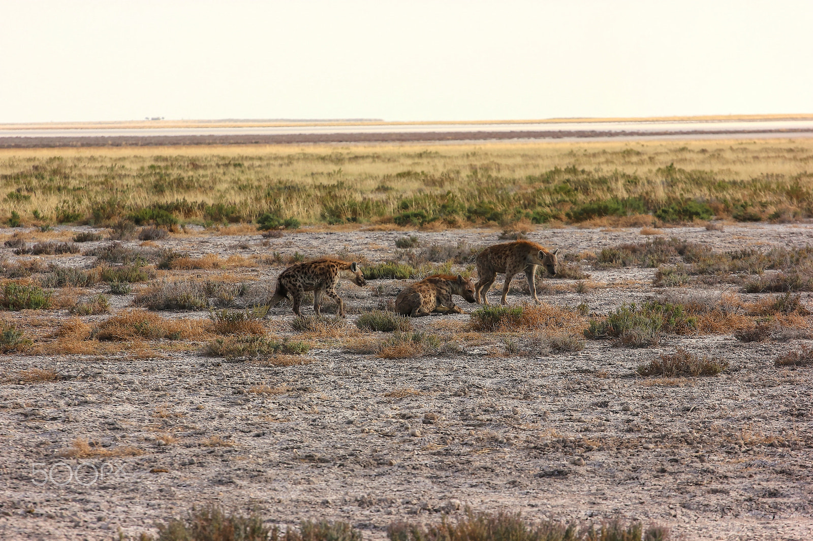 Canon EOS 550D (EOS Rebel T2i / EOS Kiss X4) + Canon EF 70-200mm F4L USM sample photo. Namib spotted hyenas photography