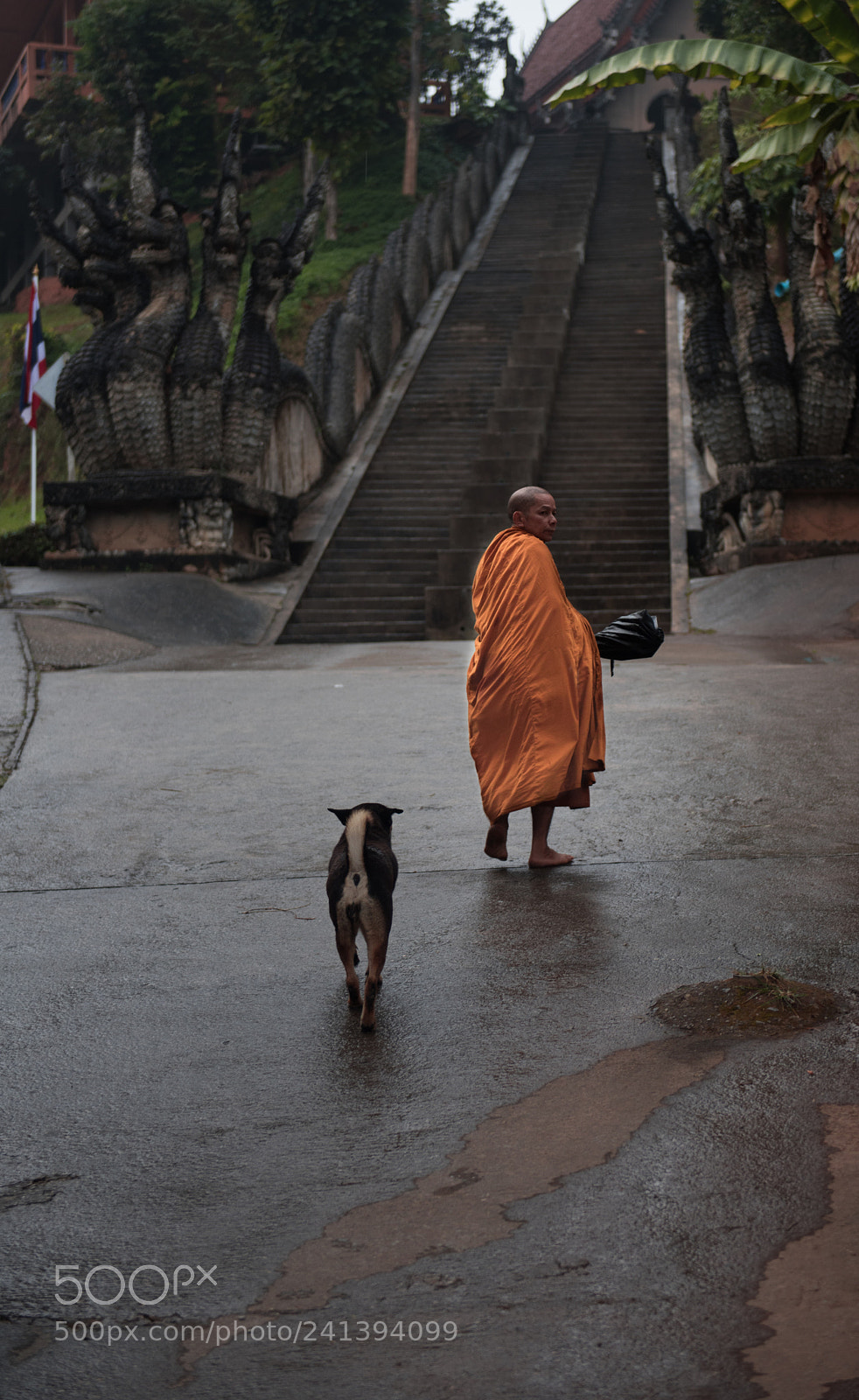 Nikon D810 sample photo. Is he following me? photography