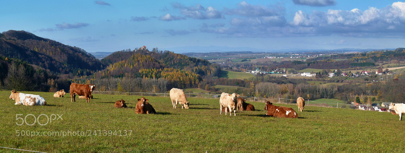 Panasonic Lumix DMC-FZ100 sample photo. Cows and castle potstejn photography