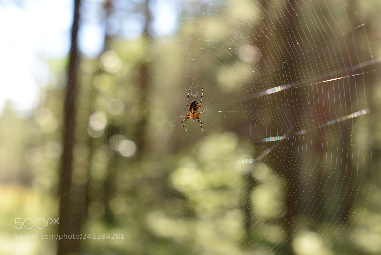 Nikon D3400 sample photo. Ämblik võrgul photography