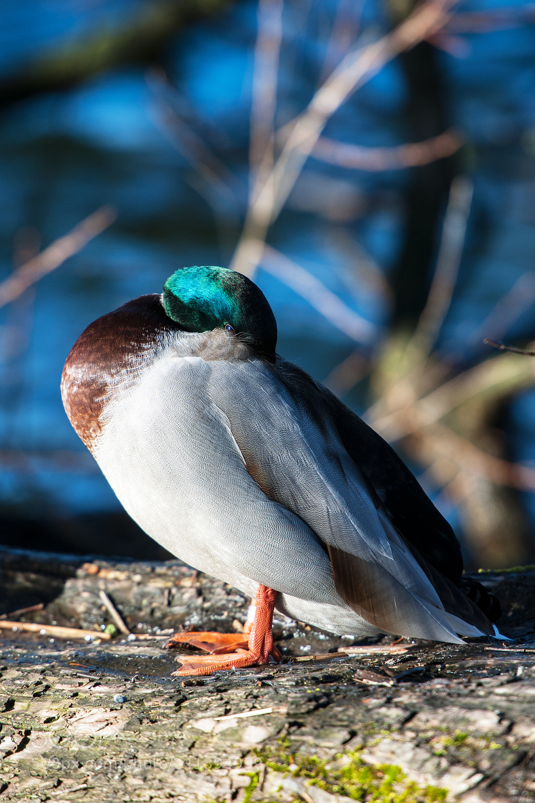 Nikon D3X sample photo. Mallard drake photography