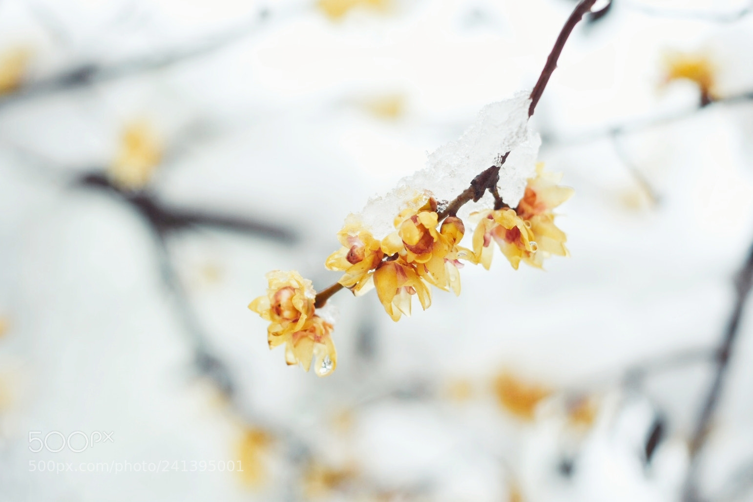 Nikon D7200 sample photo. 初雪恰梅开 photography