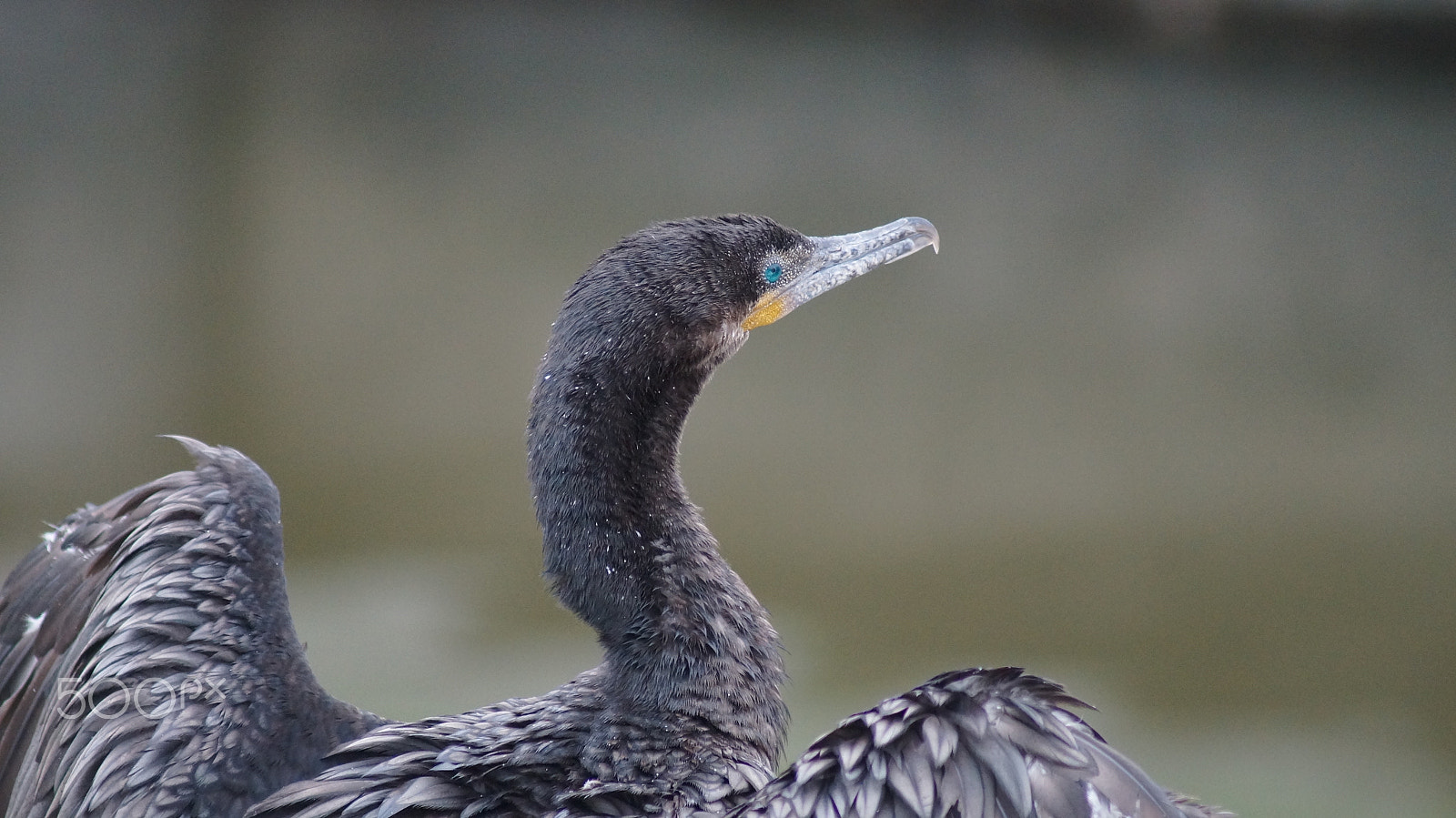 Sony SLT-A37 + Sony 75-300mm F4.5-5.6 sample photo. Grey bird photography