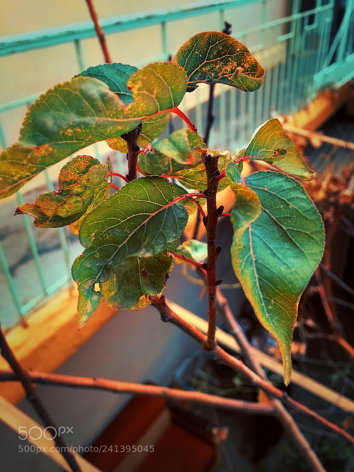 Apple iPhone 6 sample photo. Untitled photography