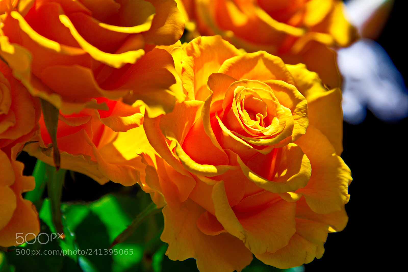 Nikon D800 sample photo. Roses in the sun photography