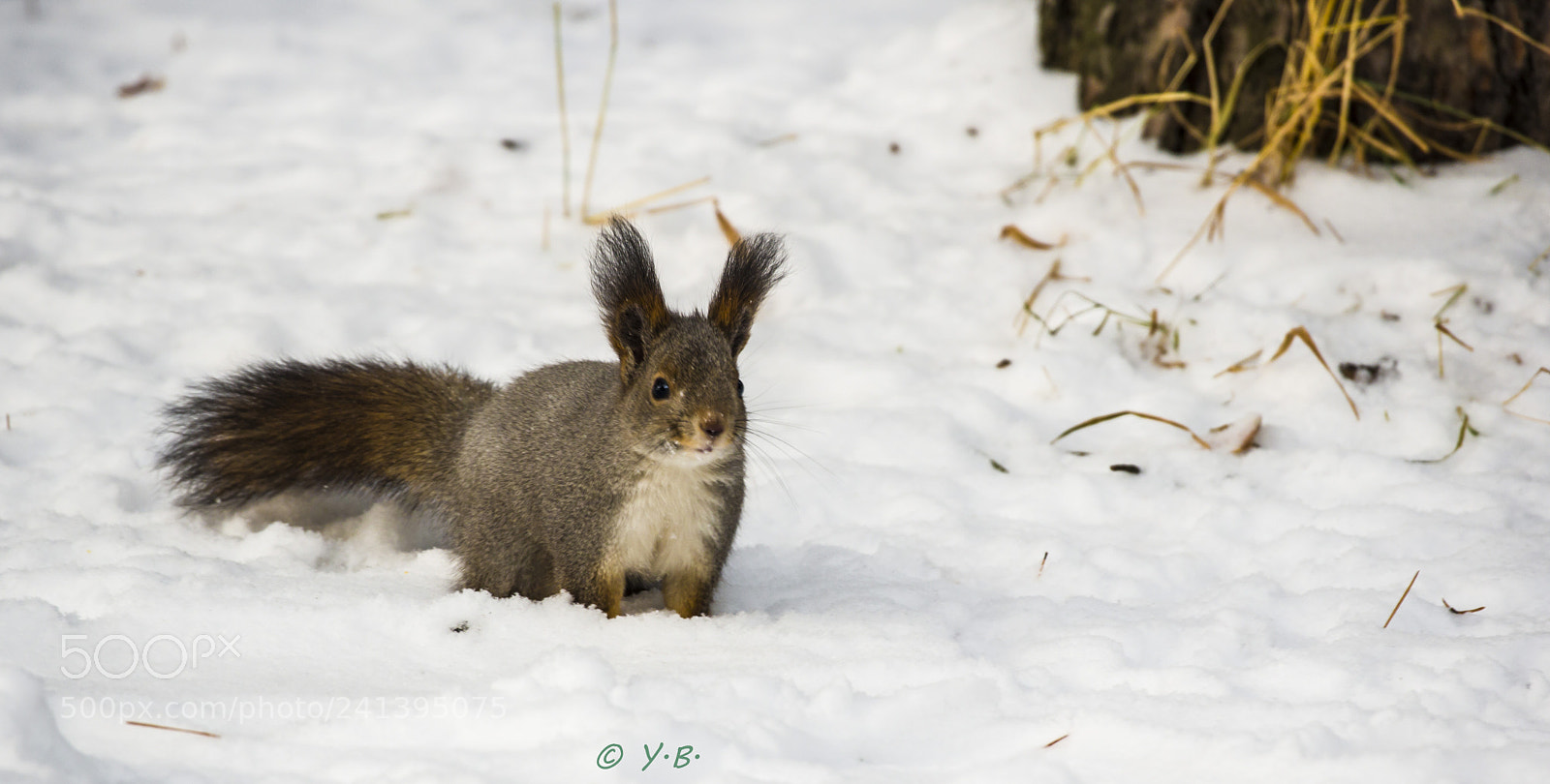 Pentax K-70 sample photo. Winter squirrel photography