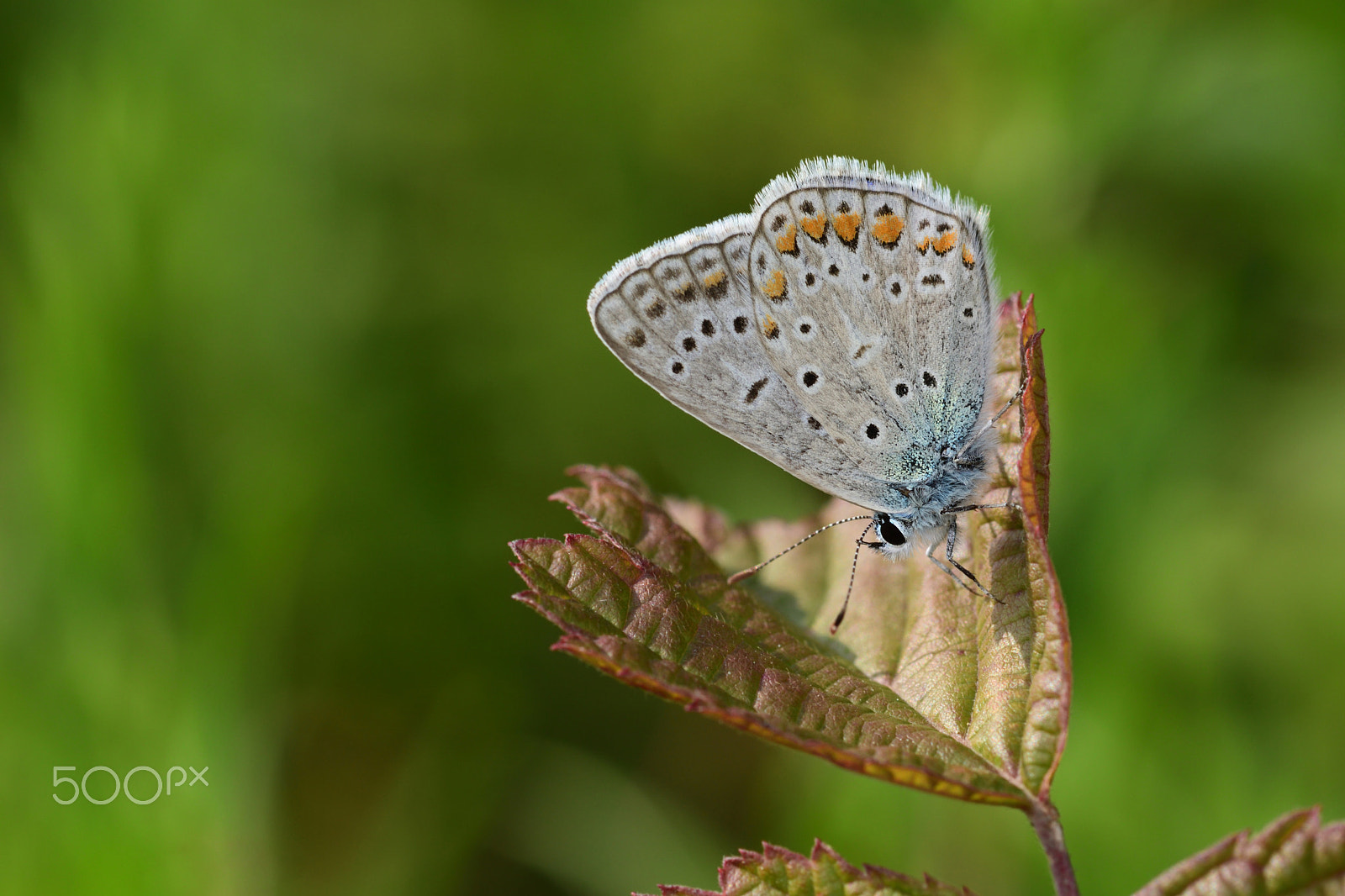 Nikon AF-S Micro-Nikkor 105mm F2.8G IF-ED VR sample photo. Butterfly photography