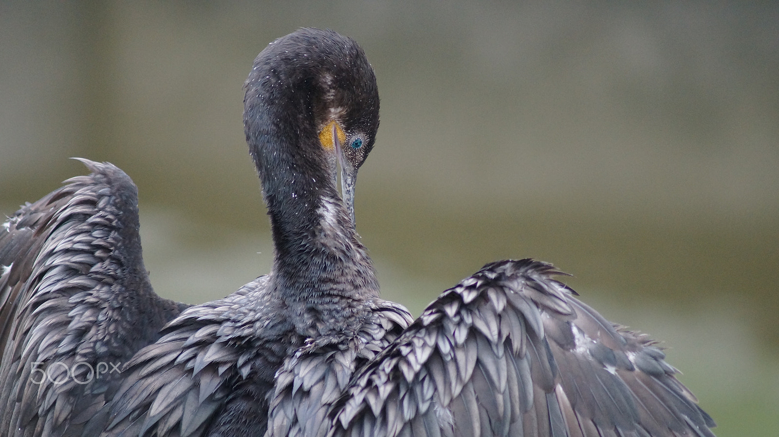 Sony 75-300mm F4.5-5.6 sample photo. Grey bird photography