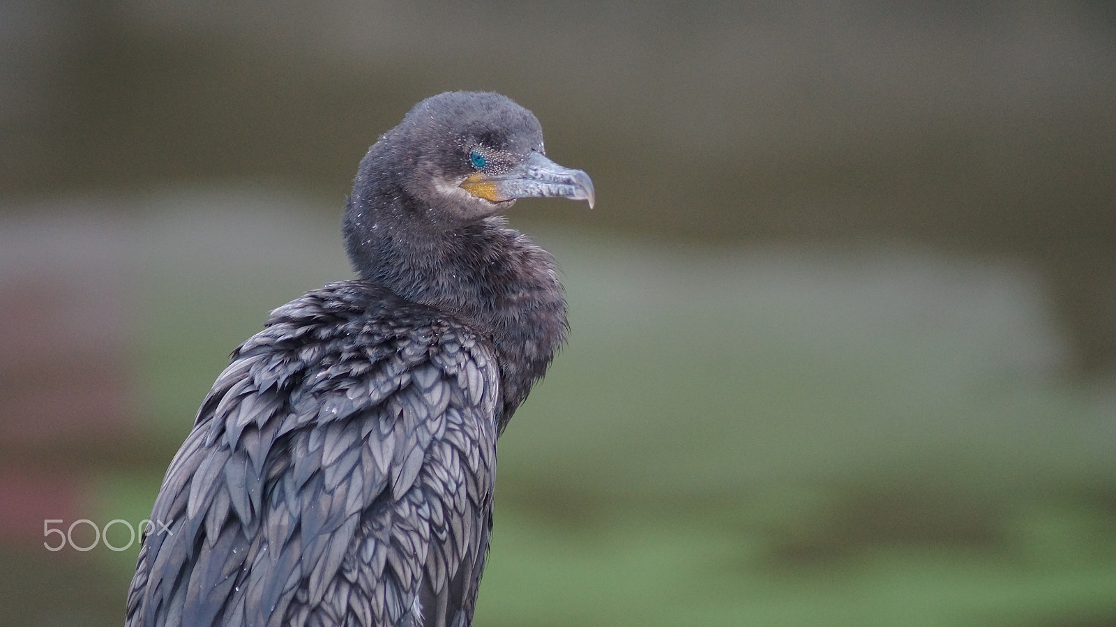 Sony 75-300mm F4.5-5.6 sample photo. Grey bird photography