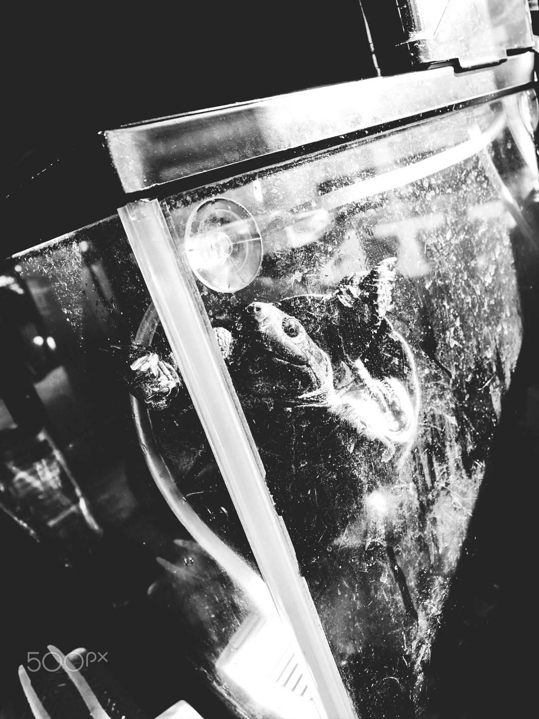 Nikon Coolpix P340 sample photo. My name is kame photography