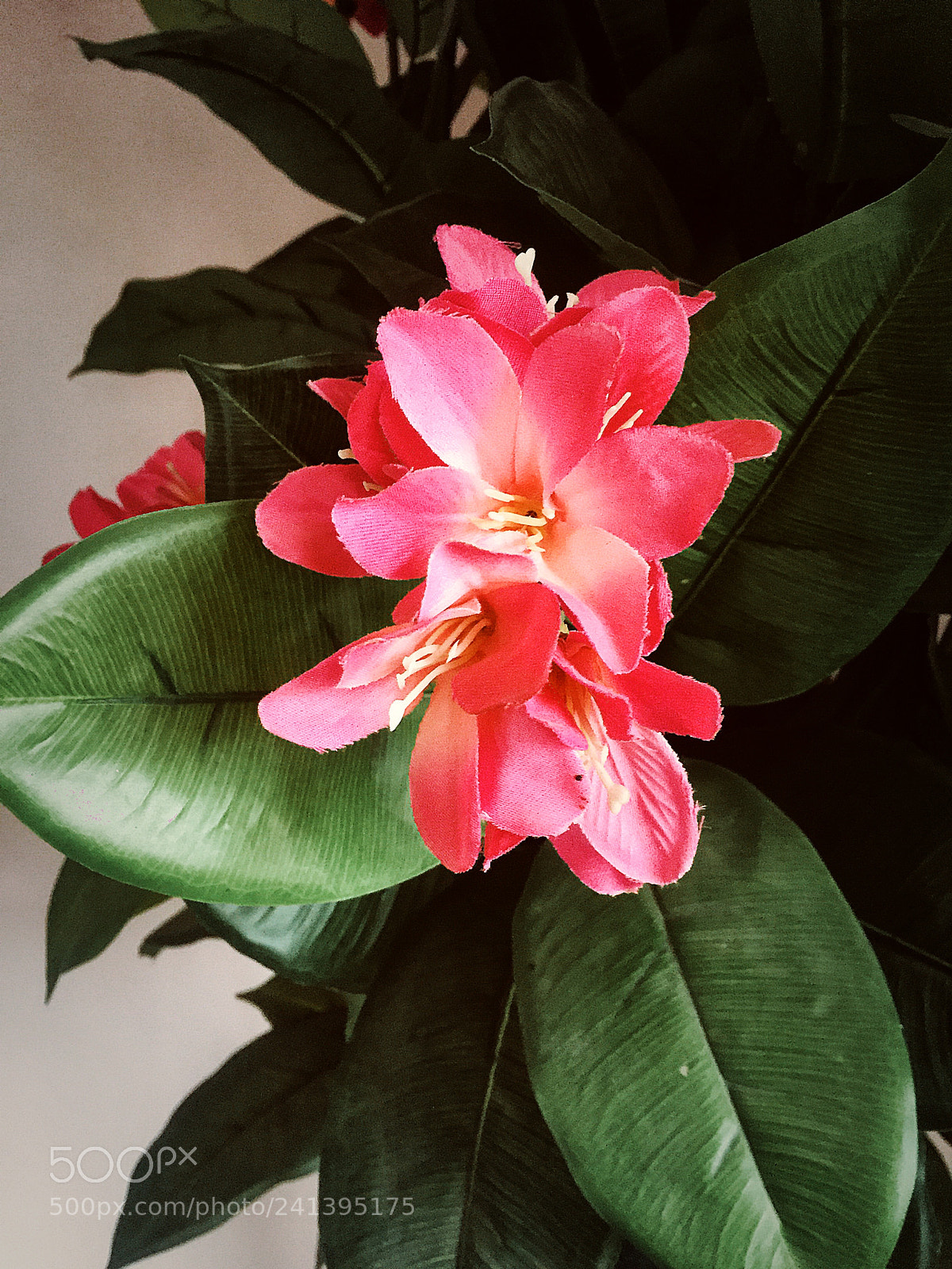 Apple iPhone 6 sample photo. Untitled photography