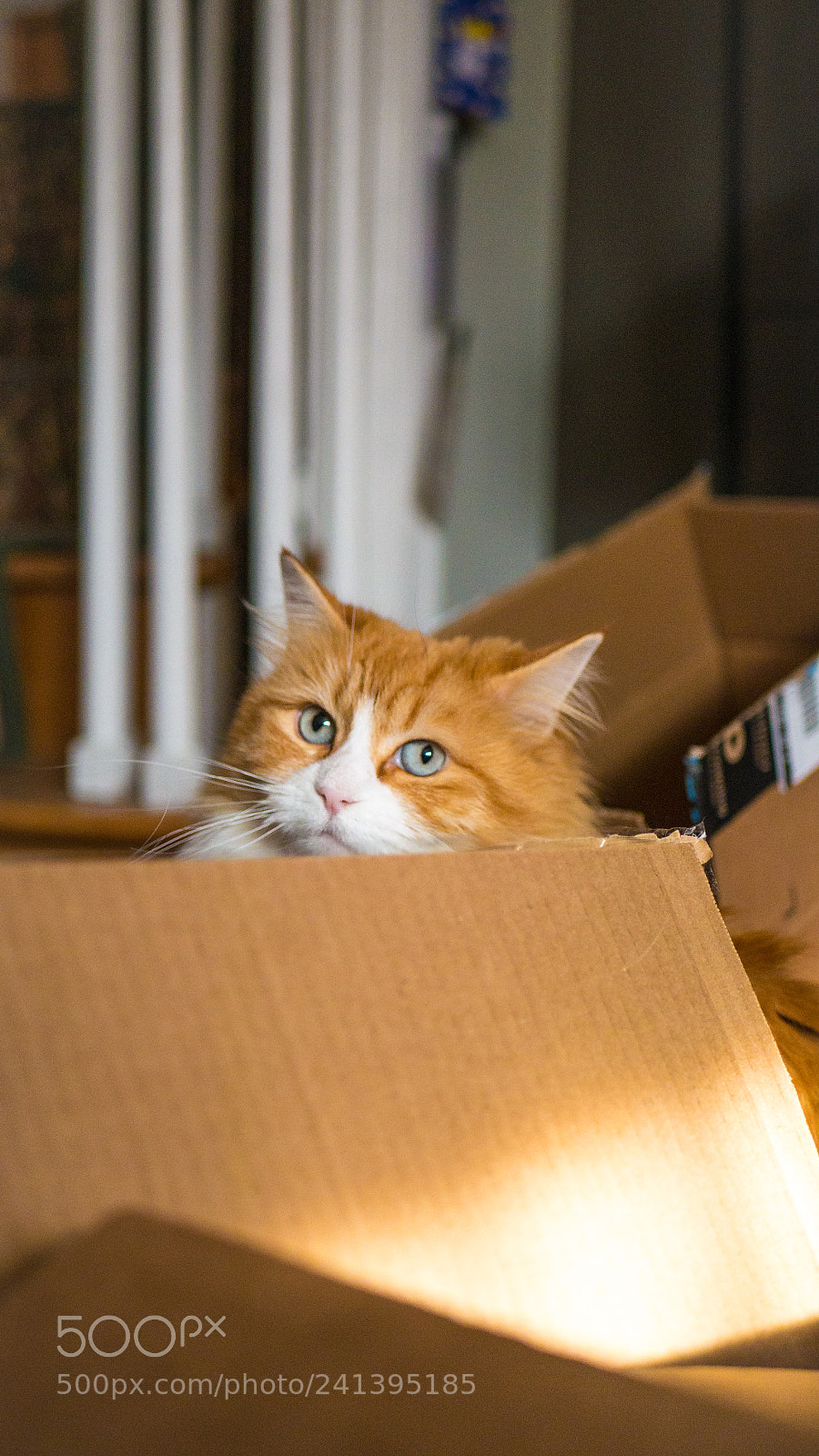 Panasonic Lumix DMC-G7 sample photo. My cat shantay surrounded photography