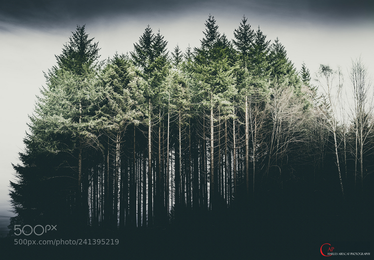 Pentax K-1 sample photo. Sapins des vosges photography