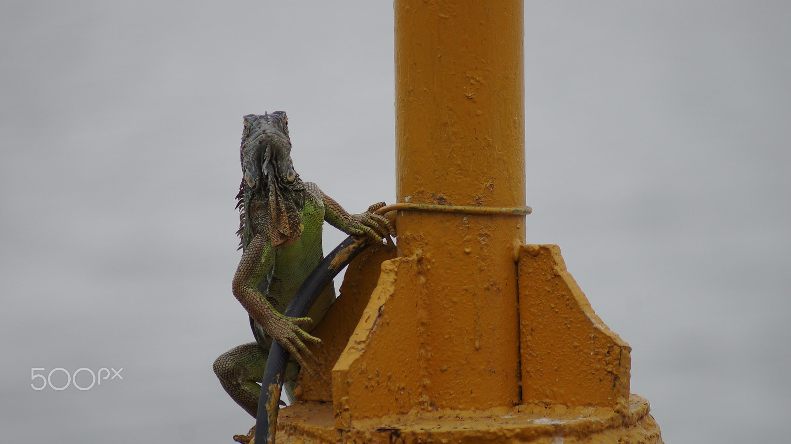Sony 75-300mm F4.5-5.6 sample photo. Iguana photography