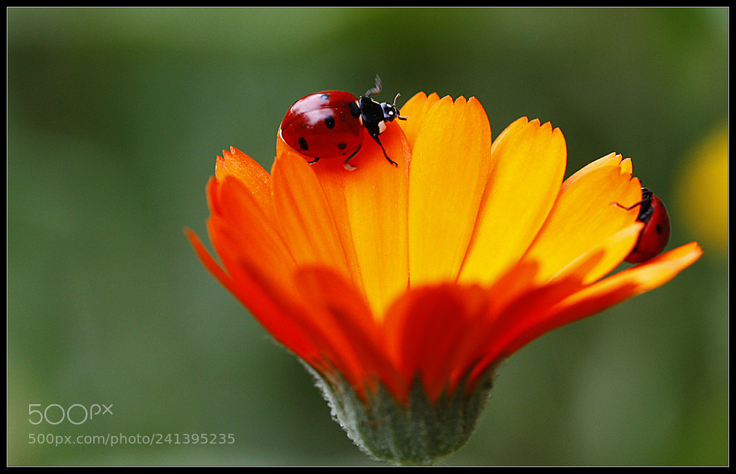 Canon EOS 450D (EOS Rebel XSi / EOS Kiss X2) sample photo. Bahar gezintisi.... photography