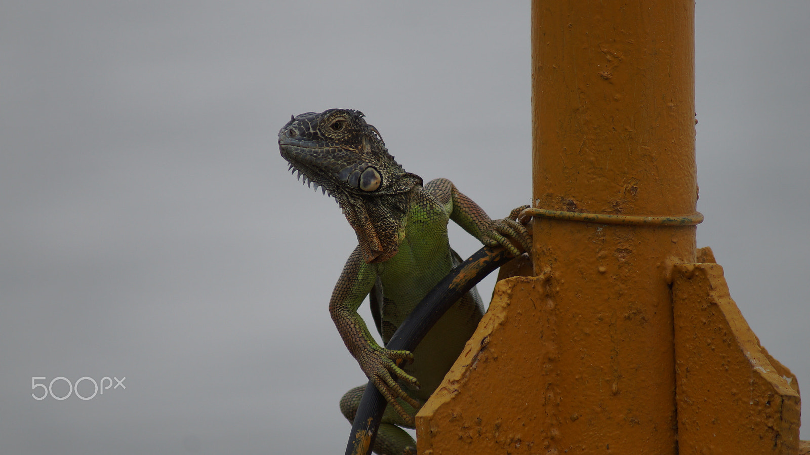 Sony SLT-A37 + Sony 75-300mm F4.5-5.6 sample photo. Iguana photography