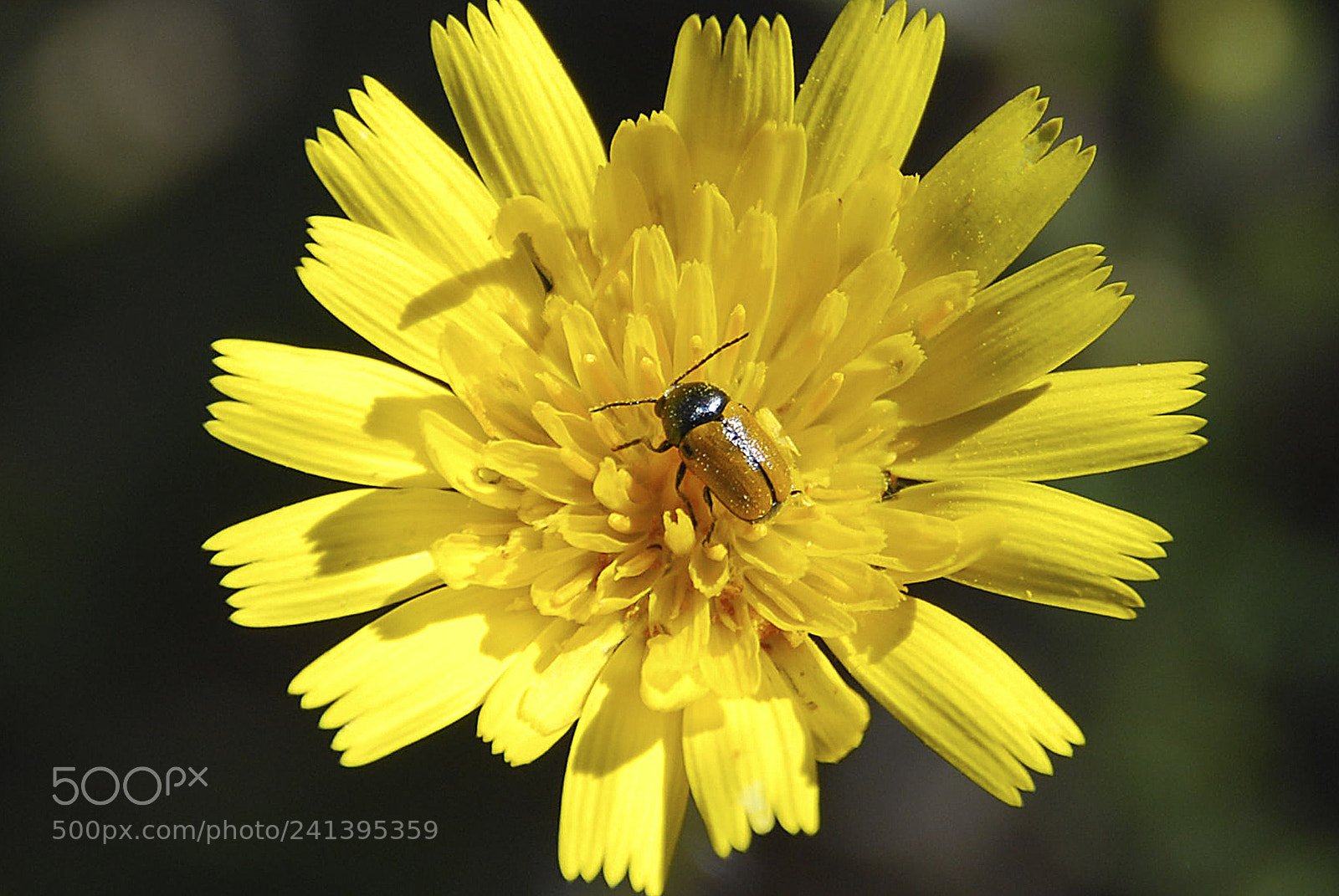 Nikon D60 sample photo. Amarillo photography