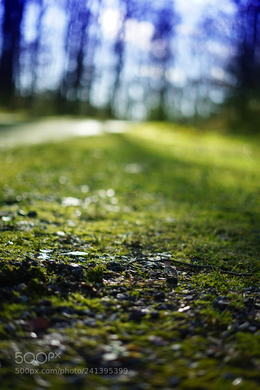 Sony a7 sample photo. Waldboden photography
