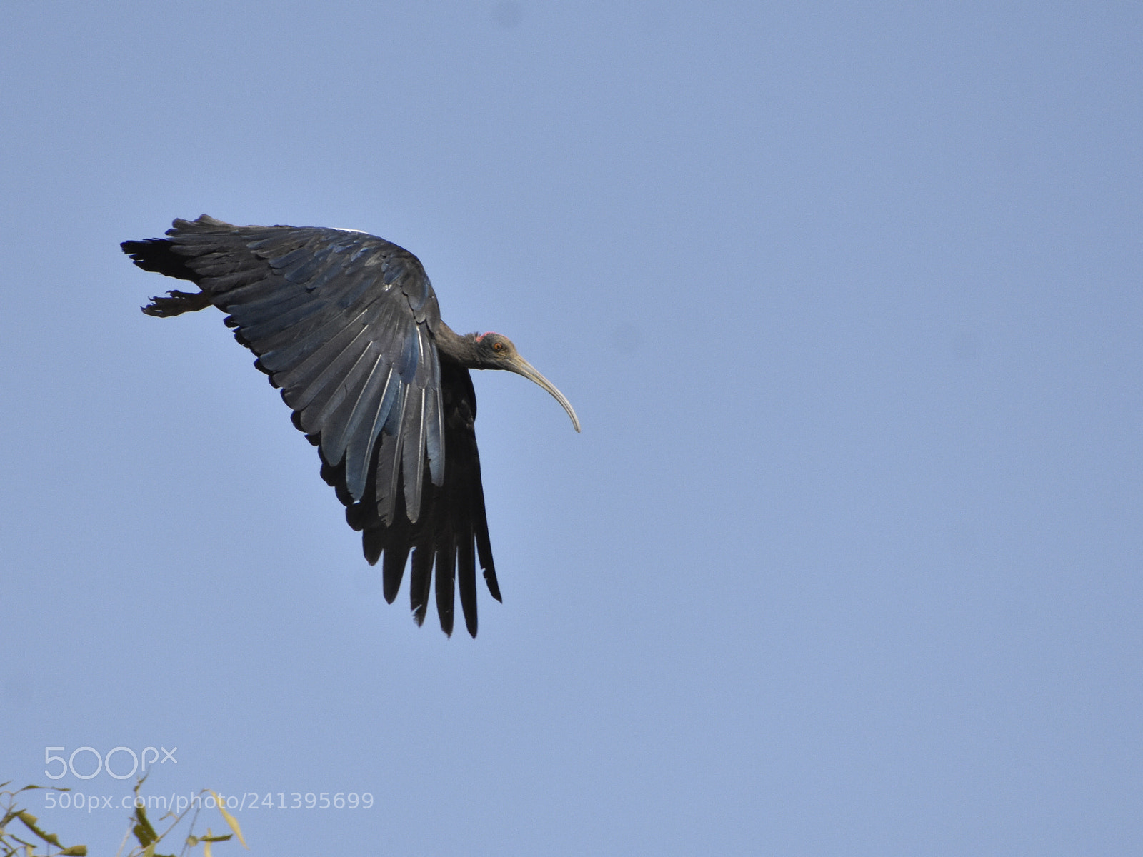 Nikon D3400 sample photo. Flying bird!! photography