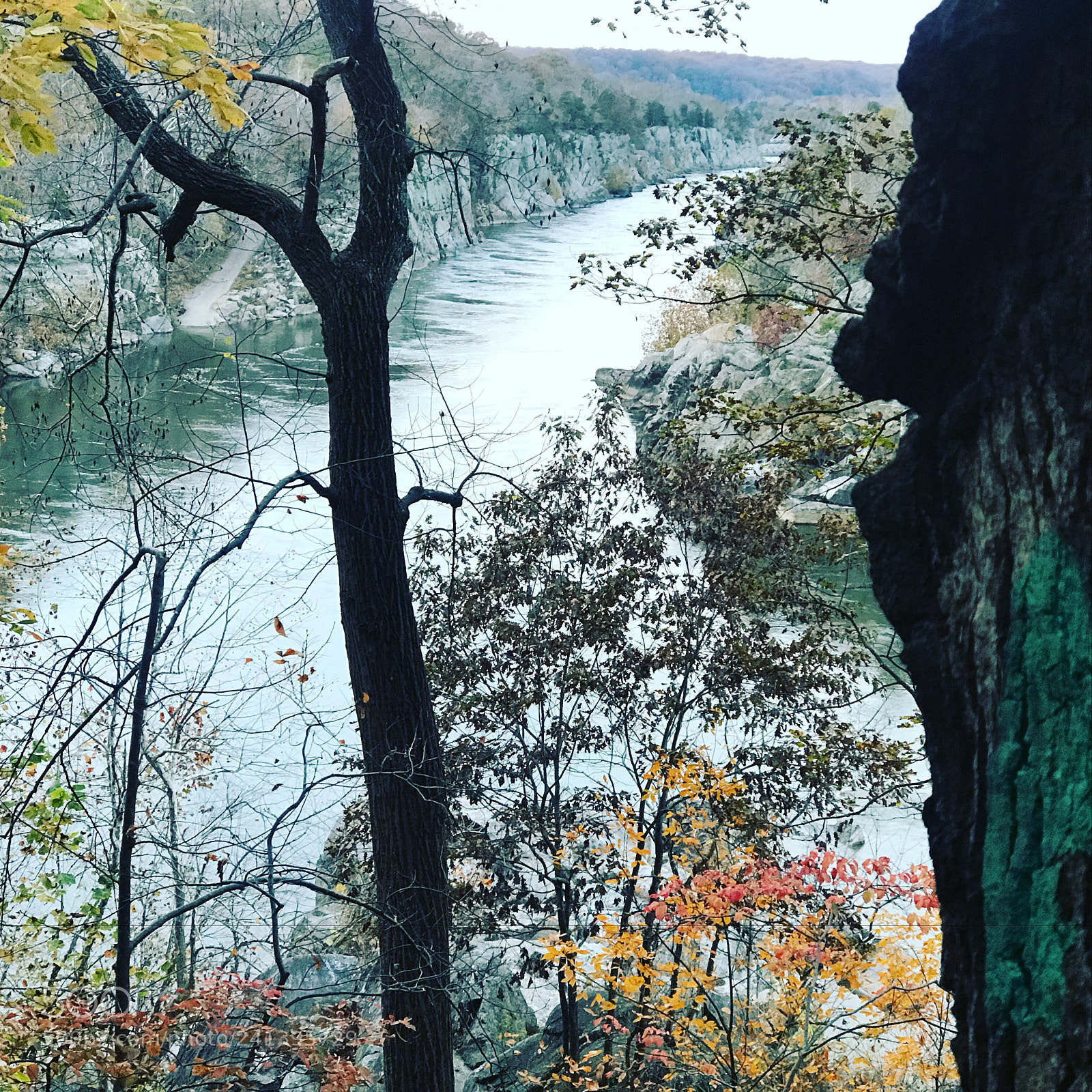 Apple iPhone 7 Plus sample photo. Great falls va photography