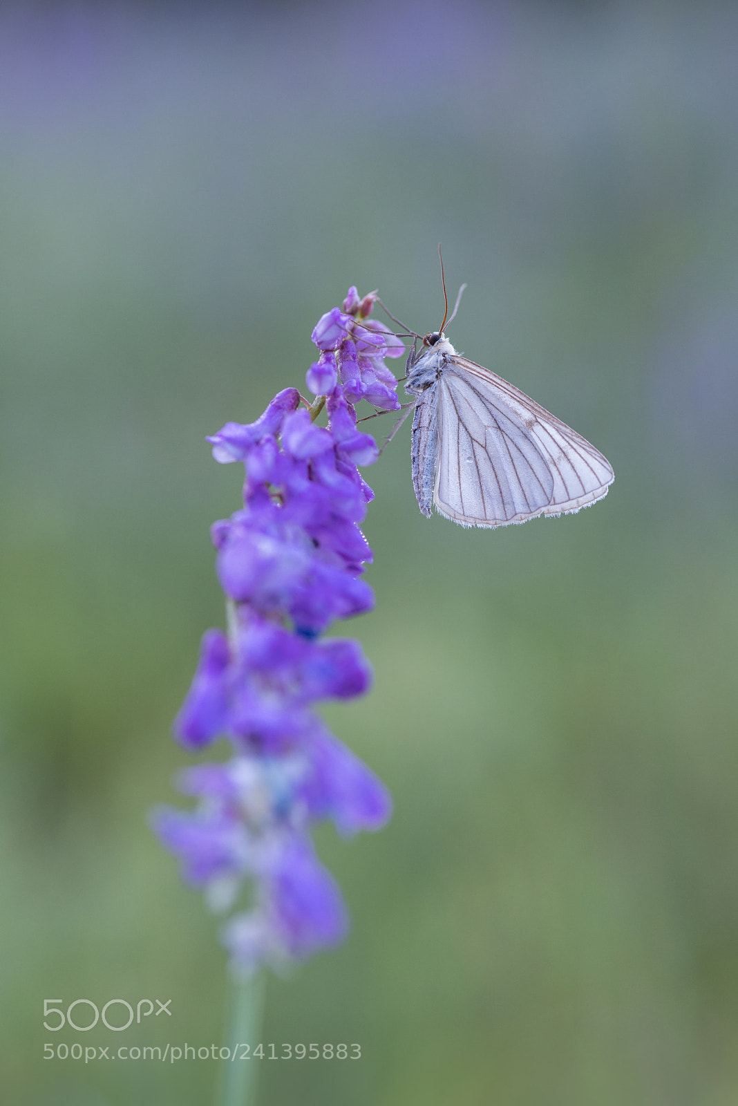 Pentax K-1 sample photo. Black-veined moth, siona lineata photography