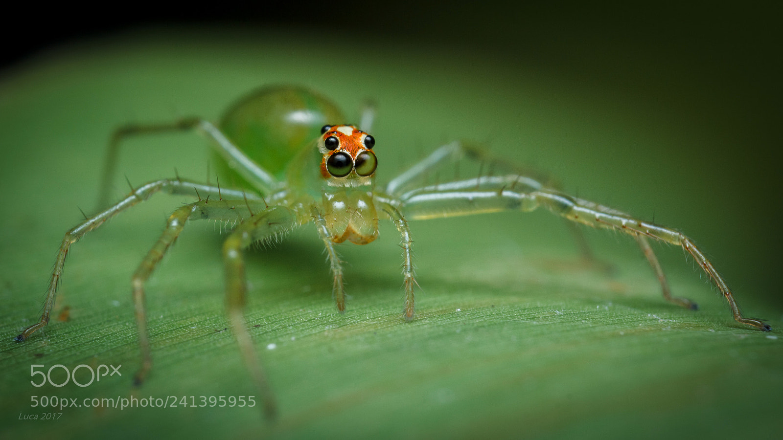 Canon EOS 60D sample photo. Magnolia jumper photography