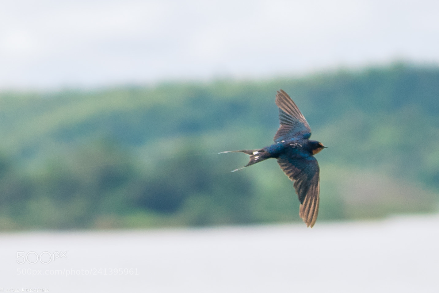 Sony a7 II sample photo. Colorful bird photography