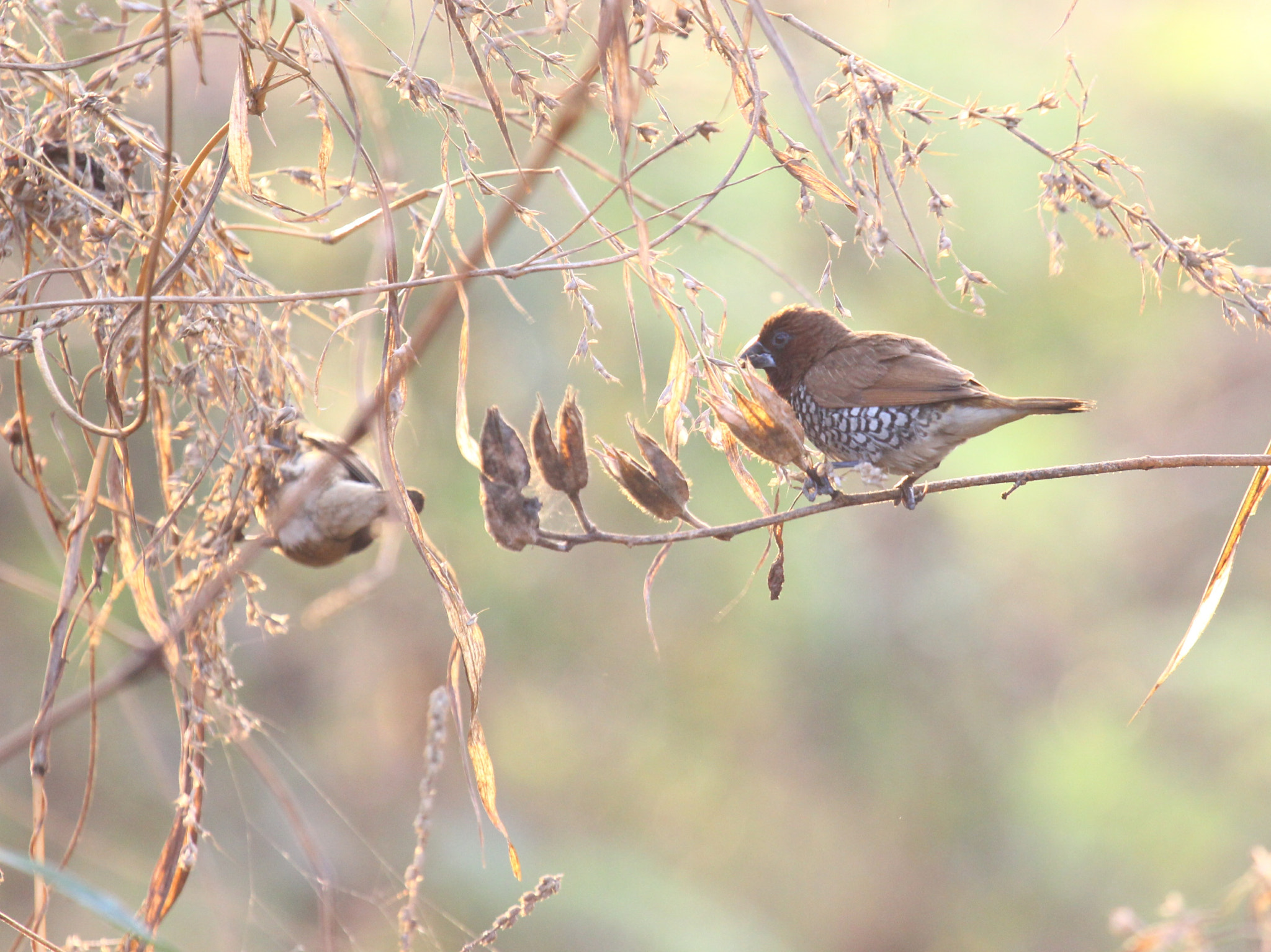 Canon EOS 600D (Rebel EOS T3i / EOS Kiss X5) + Canon EF 50mm f/1.8 sample photo. Munia photography