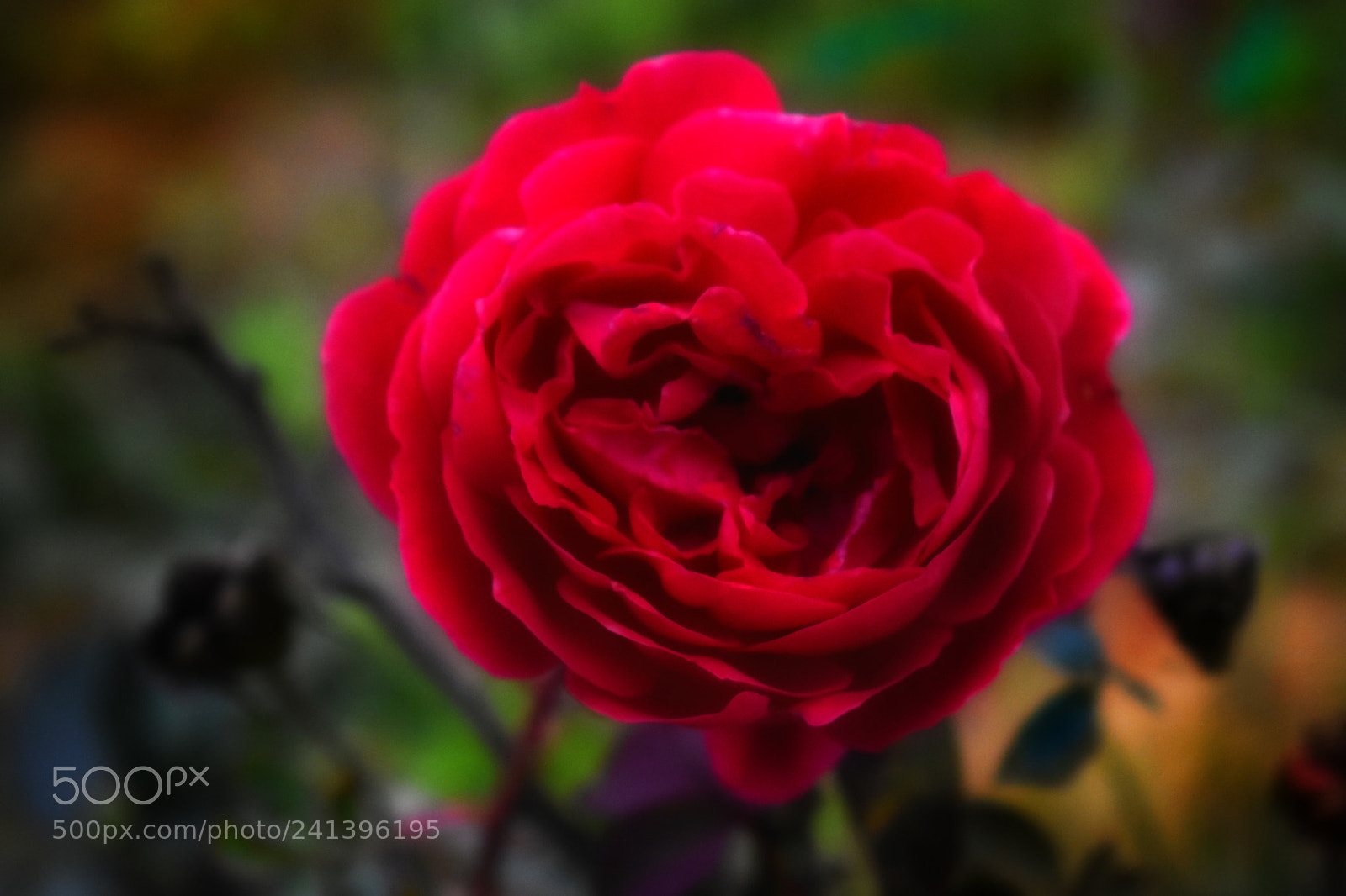 Nikon D3400 sample photo. Untitled photography
