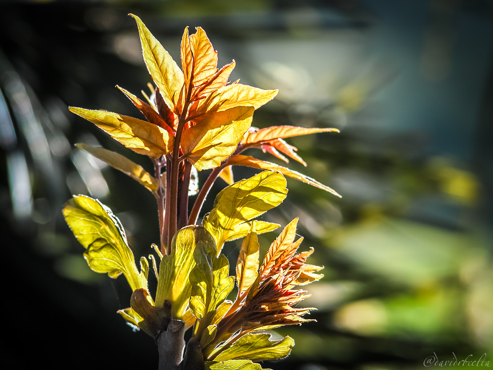 Sigma SD15 sample photo. Natura de st aniol 486 photography