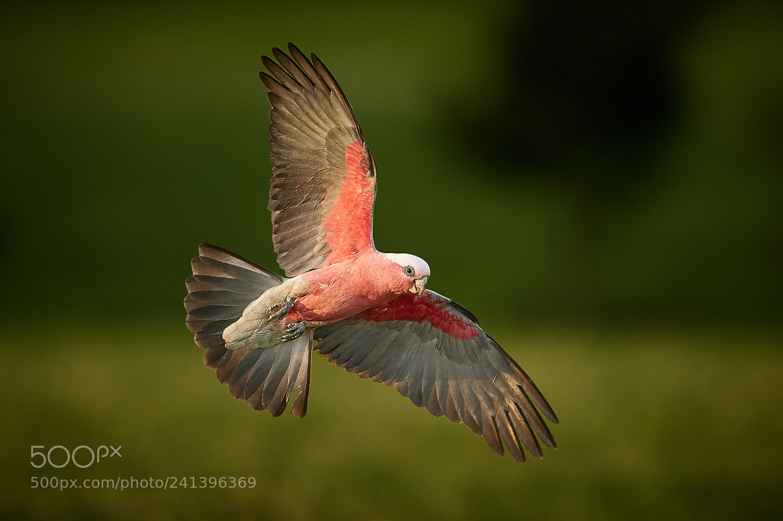 Nikon D500 sample photo. Galah (eolophus roseicapilla) photography