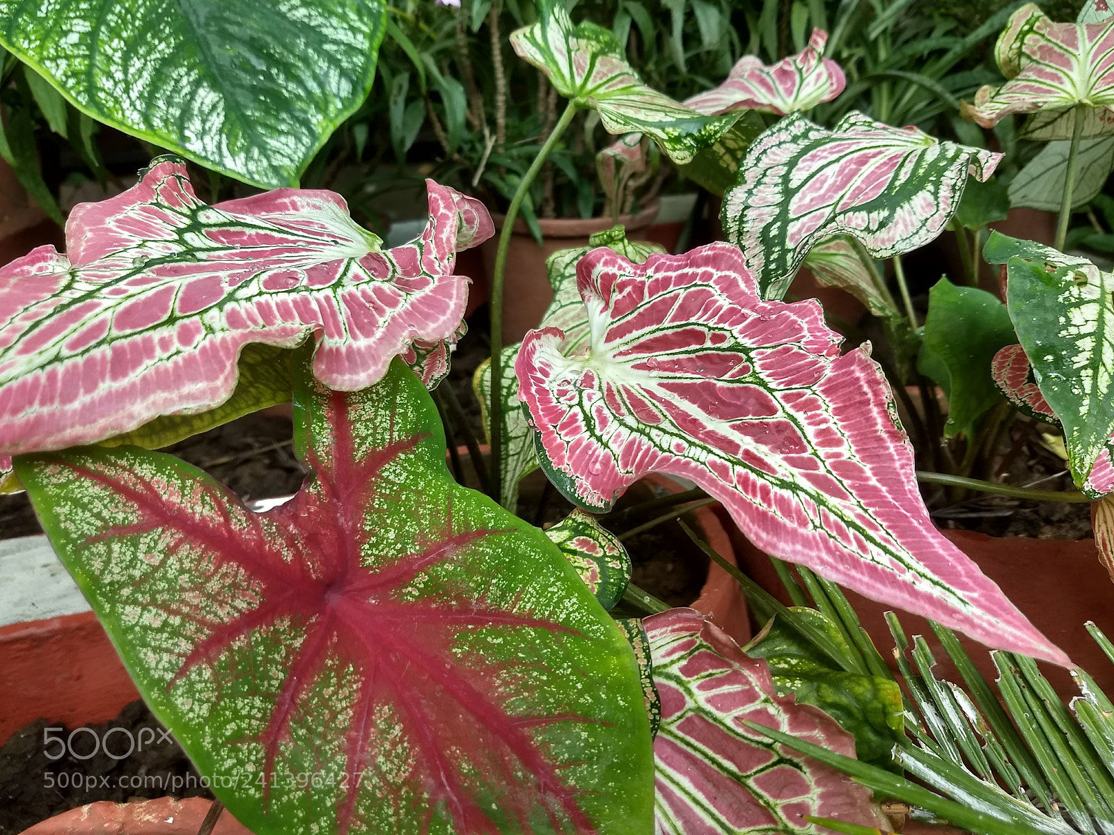 Motorola Moto Z (2) Play sample photo. Untitled photography