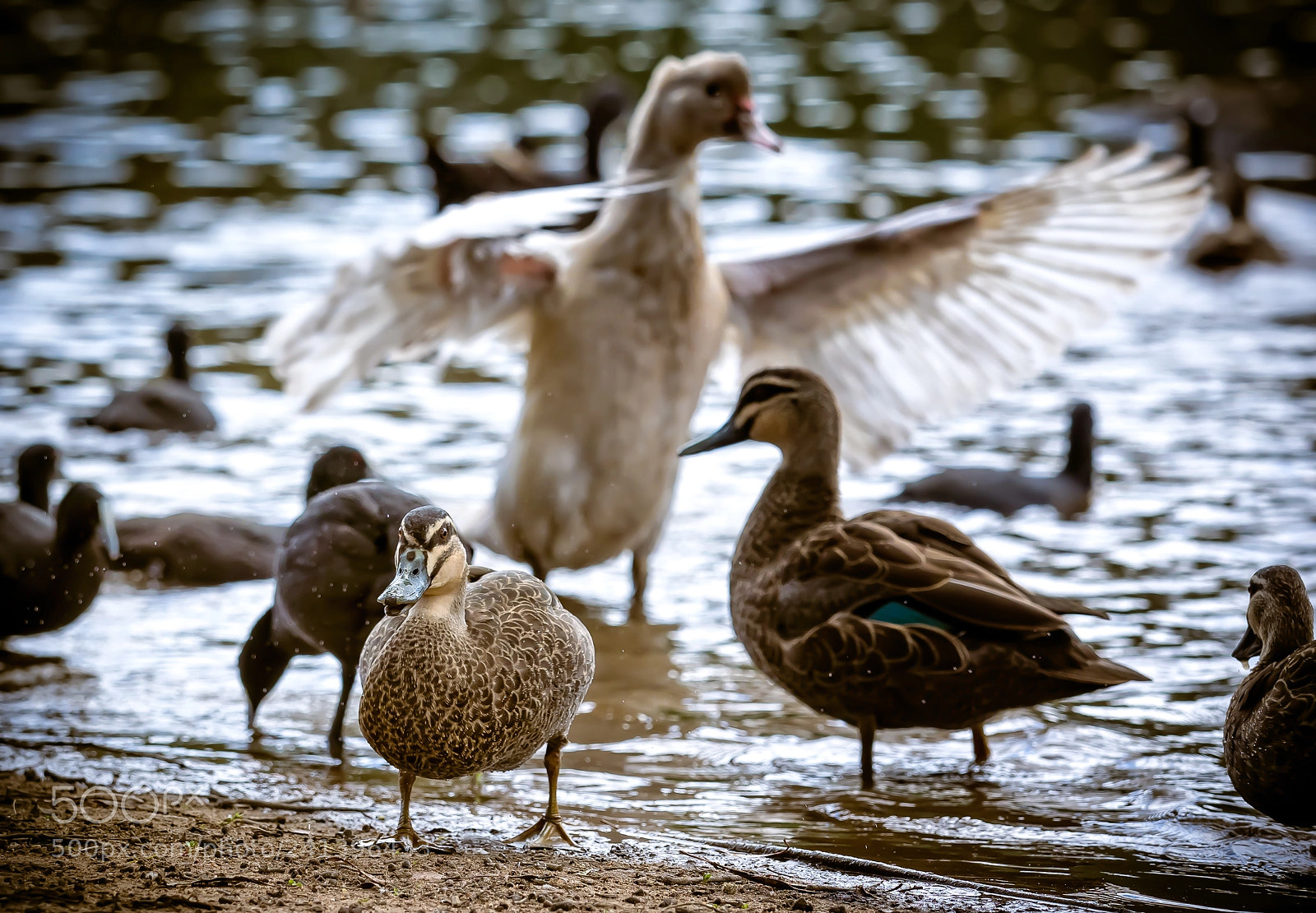 Olympus OM-D E-M1 sample photo. Show-off... photography