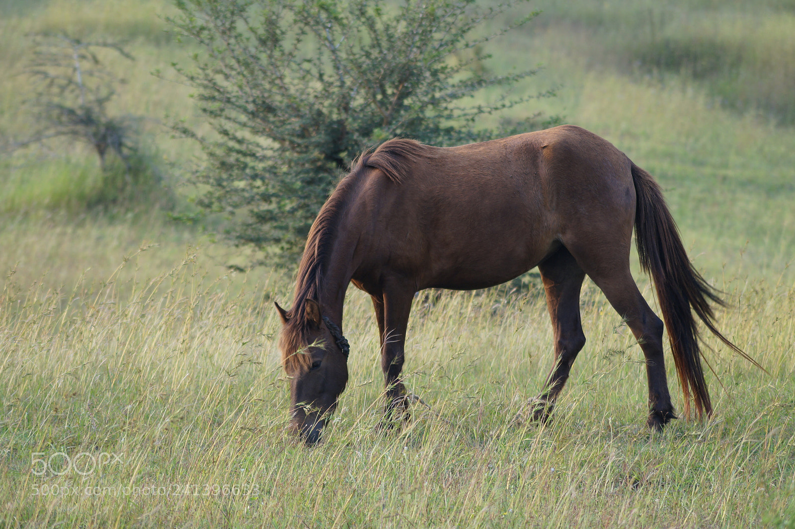 Sony DT 55-200mm F4-5.6 SAM sample photo. Horse photography