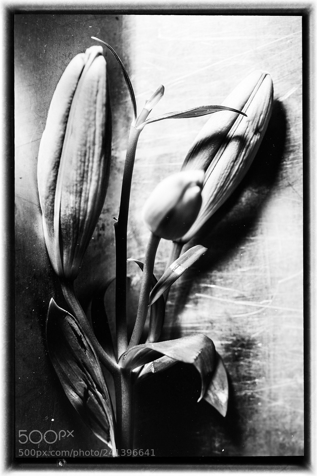 Sony a7 sample photo. Lily buds photography