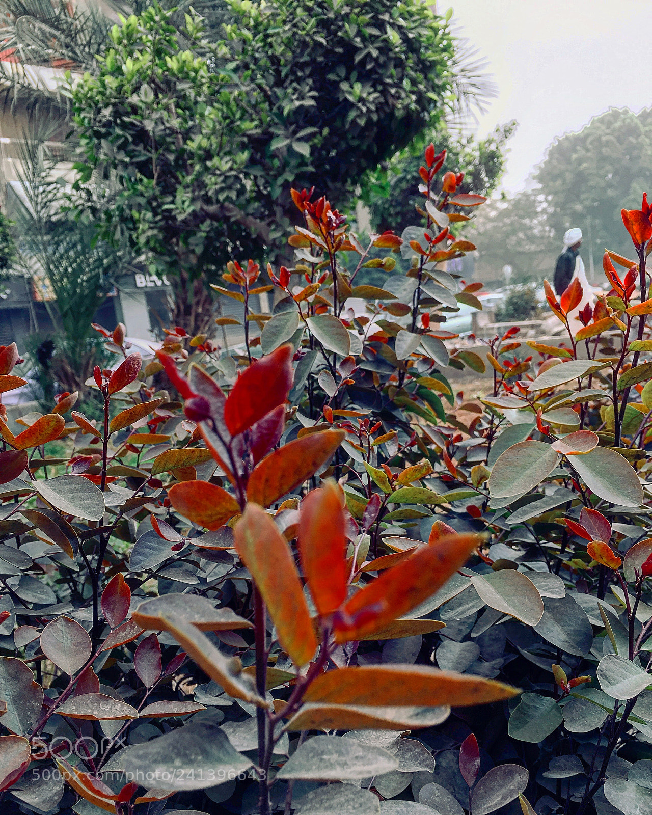 Apple iPhone 6s Plus sample photo. Untitled photography
